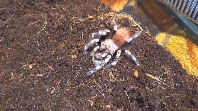 Кормление паука птициеда nhandu chromatus Мака /Feeding tarantula nandu chromatus Maka смотреть онлайн