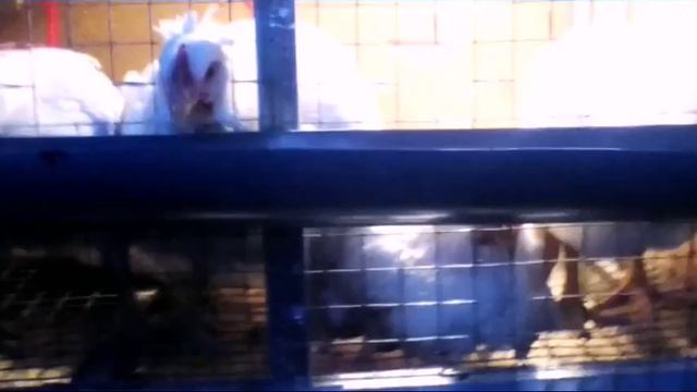 Покупки из зоомагазина дача курочки смотреть онлайн