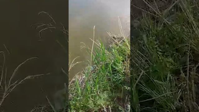 Серега на рыбалке))) смотреть онлайн