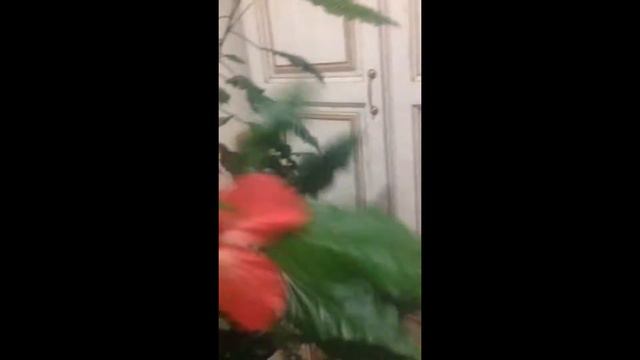 Мой красавец Гибискус!!! смотреть онлайн