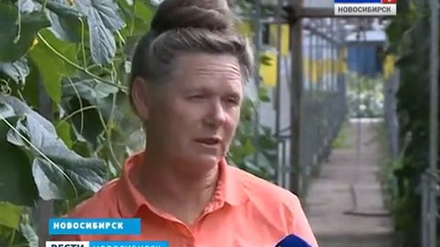 Специалисты рекомендуют дачникам внимательно следить за тепличными культурами в жару смотреть онлайн