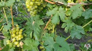 Виноград Алекса Ранняя (Алекса Воронюка). Урожай и особенности гибридной формы