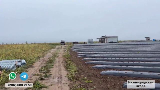 9 СЕНТЯБРЯ 2023. ПРОМЕЖУТОЧНЫЕ РАБОТЫ НА ПОЛЕ. смотреть онлайн