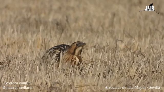 Avetoro común (Botaurus stellaris) смотреть онлайн