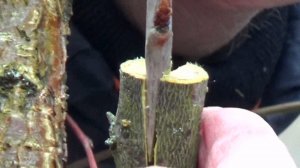 Прививка черешни на сливу