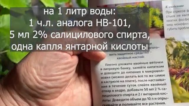 Начали желтеть листья чеснока? / Опрыскиваю доступными средствами
