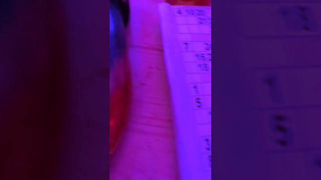 bongo bingo Leicester! смотреть онлайн