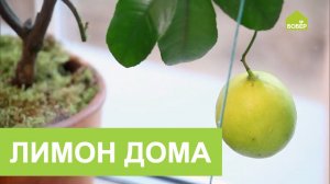 Выращиваем ЛИМОН ДОМА. 4 способа по уходу за комнатным лимоном. Как вырастить лимон дома?