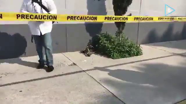 Hallan huesos abandonados afuera de deportivo en Gustavo A. Madero смотреть онлайн