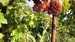 Взлет и Помпеи виноград селекции Калугина Виктора на 04.08.2024