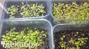 Размножение гейхеры семенами...первые всходы... первый месяц сеянцев #гейхера#изсемян#размножение#