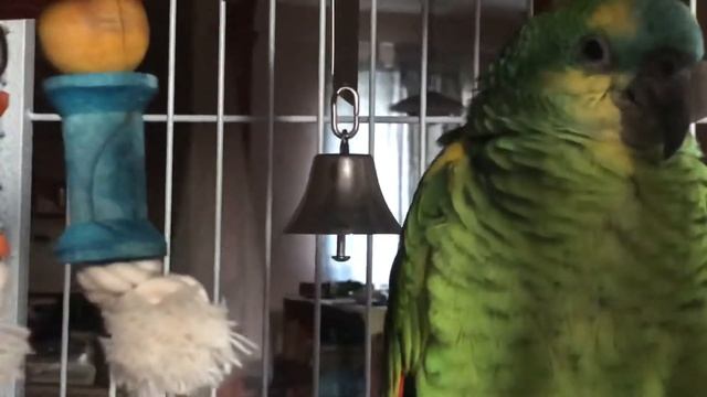 Домашний Амазон спит на жёрдочке.#БушиПитер#Амазон#parrot#птицадома смотреть онлайн