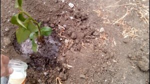 Размножение роз / ЧЕРЕНКОВАНИЕ / Розы из черенка летом