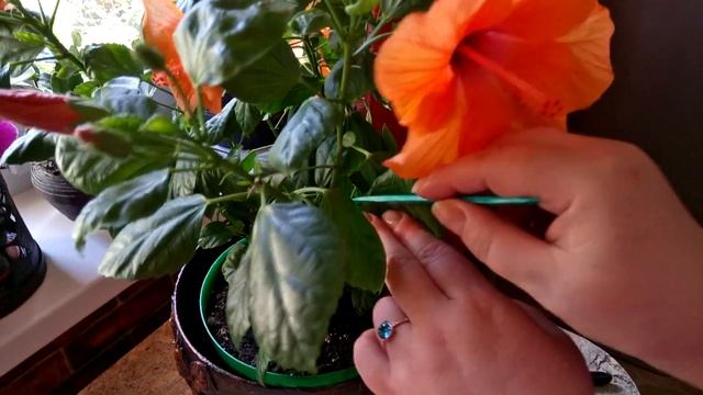 СЕКРЕТ ОБИЛЬНОГО И ПРОДОЛЖИТЕЛЬНОГО ЦВЕТЕНИЯ ГИБИСКУСА. смотреть онлайн