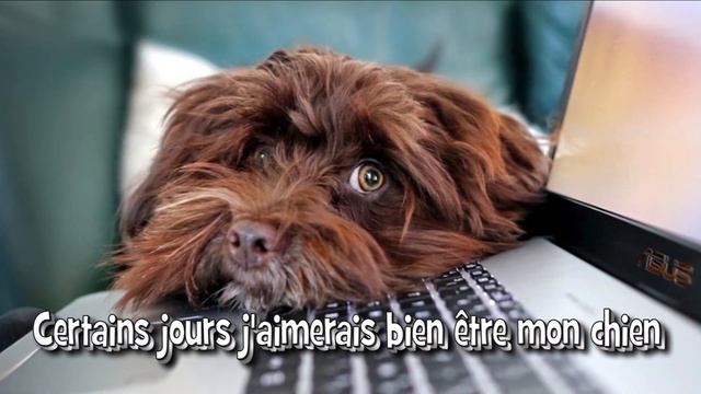 J'aimerais bien être mon chien - Par Jean Loup de Casouls-lès-Béziers смотреть онлайн