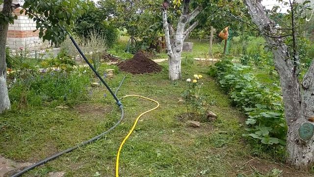 Травяные Джунгли на Даче. Цветет Монарда. Обманули с Петуньями. смотреть онлайн