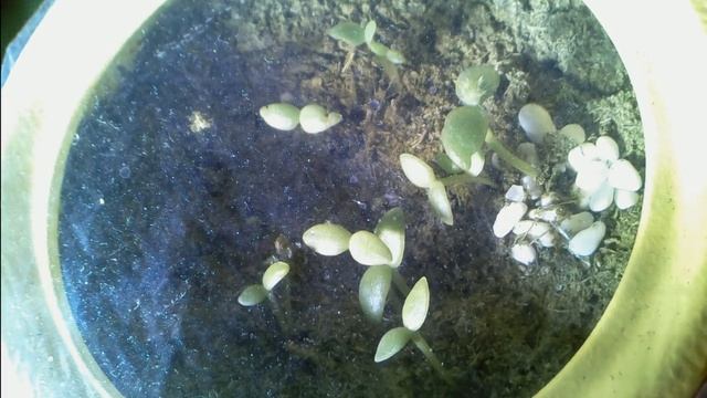 Всход опунций смотреть онлайн