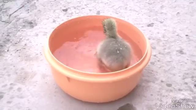 Гусёнок в первый раз принимает душ.Советуем посмотреть. смотреть онлайн