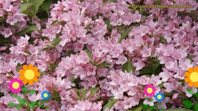 Вейгела цветущая Розеа. Краткий обзор, описание характеристик weigela florida Rosea смотреть онлайн