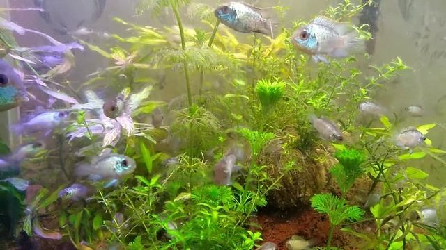 Нанокары Электро Блю 2 месяца смотреть онлайн