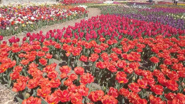 Крым. Ялта сегодня. 140 000 тюльпанов в Никитском ботаническом саду! Спешите увидеть! смотреть онлайн