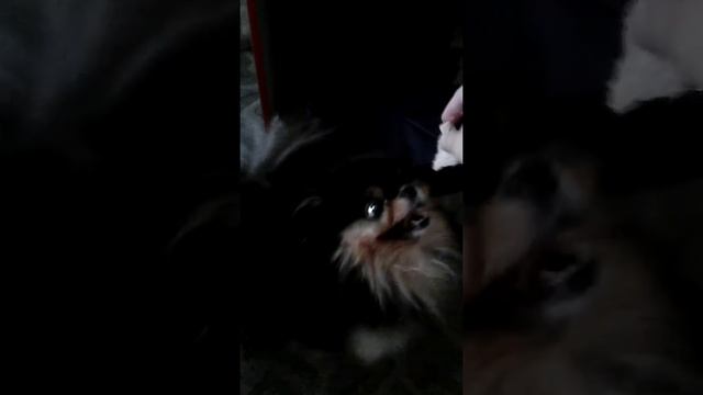 Как научить собачку стоять на задних лапках смотреть онлайн