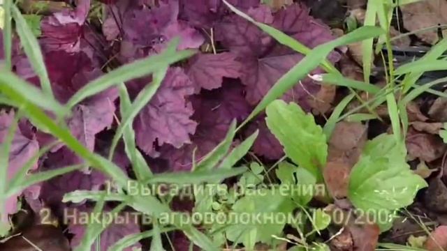 Как избавиться от СОРНЯКОВ навсегда без химии и прополки / 2 ПРОВЕРЕННЫХ способа смотреть онлайн