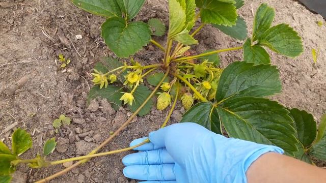 ЧТО ДЕЛАТЬ С УСАМИ НА КЛУБНИКЕ. ОБРЫВАТЬ УСЫ ИЛИ НЕТ . СОРТА ФЕСТИВАЛЬНАЯ И ГИГАНТЕЛА МАКСИМА. смотреть онлайн