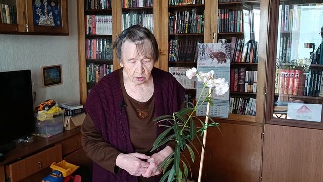 Олеандр - уход и обрезка смотреть онлайн