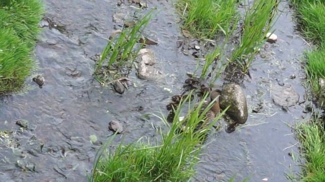 Это мимими...))).Утка и утята.Ворона хотела украсть утенка,утка не дала... смотреть онлайн