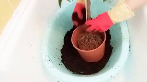 Пересадка цитрусовых с полной заменой грунта. Пересадка кумквата Маргарита из питомника.