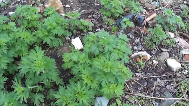 Лекарственные растения. Пустырник / Leonúrus смотреть онлайн