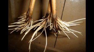 В ЭТОМ РАСТВОРЕ ЛЮБОЙ ЧЕРЕНОК ПУСТИТ КОРНИ за 2 дня ДАЖЕ РОЗА! Лучший стимулятор роста корней алое!