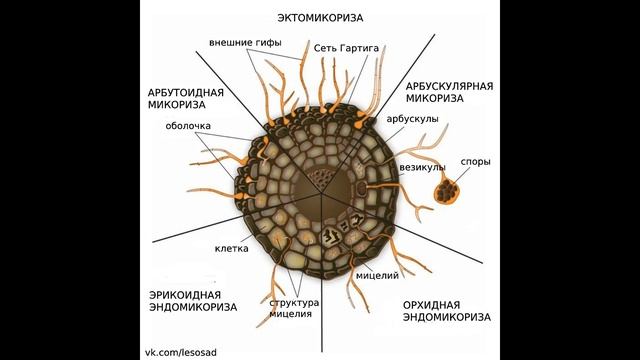 МИКОРИЗА смотреть онлайн