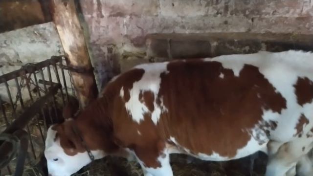 Вес годовалого Малыша и других смотреть онлайн