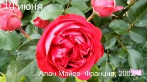 Роза Eric Tabarly Red Eden Rose Эрик Таберли Meilland