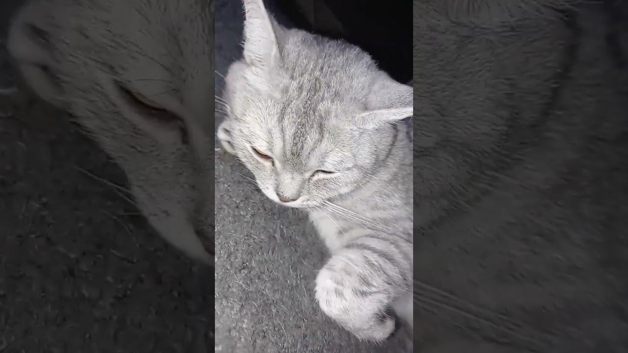 Спасибо, что досмотрел! #shorts смотреть онлайн