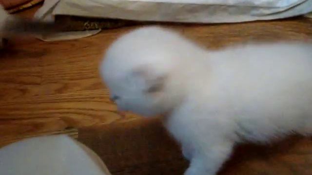 Шотландские вислоухие смотреть онлайн