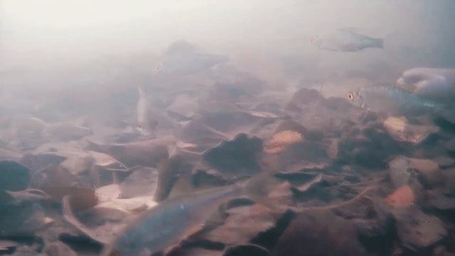 Подводная камера для рыбалки Focus Fish 2023. Как снимает зимняя камера под водой смотреть онлайн