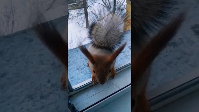 Большой орех для маленького ушастика#животные#animals#белка#squirrel смотреть онлайн