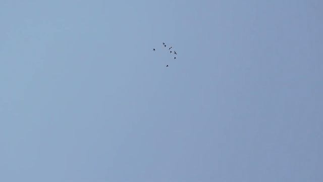 Тренировка голубей по ветру Брянской области