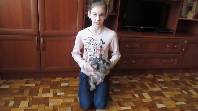Как научить щенка выполнять команду "Сидеть!" смотреть онлайн