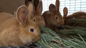 Зачем кормить кроликов хвойными ветками
