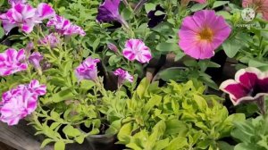 ХЛОРОЗ на петуниях и гортензиях, причины и препараты от хлороза, опыт и советы от Ани