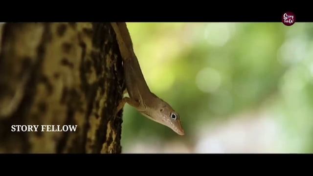 ದುಡ್ಡು ಬರುವ ಮುನ್ಸೂಚನೆಗಳು | signs to become rich in kannada | story fellow. смотреть онлайн