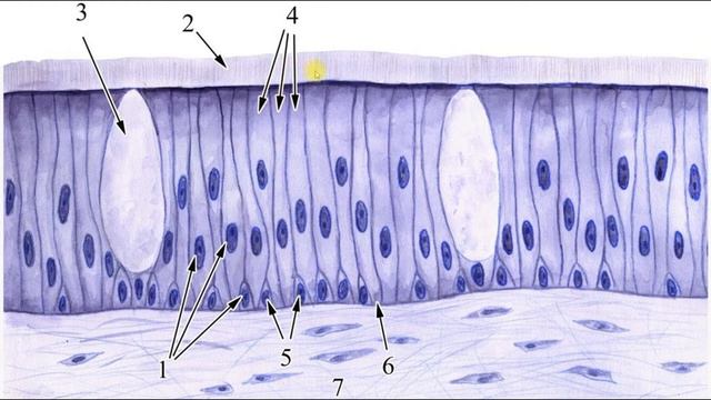 Епітеліальна тканина. Гістологія смотреть онлайн