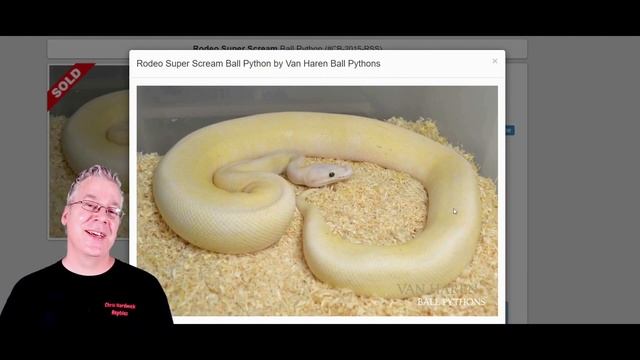 The 'Rodeo' Ball Python смотреть онлайн