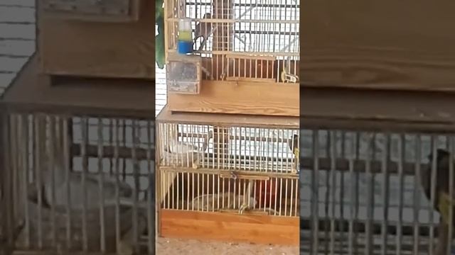 Белая канарейка готовит гнездо. Самец: белобородый щегол . Самочке два года, первая кладка... смотреть онлайн