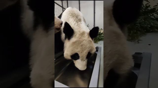 •❤️🐼Диндин учит малютку-панду пить воду/Московский зоопарк смотреть онлайн
