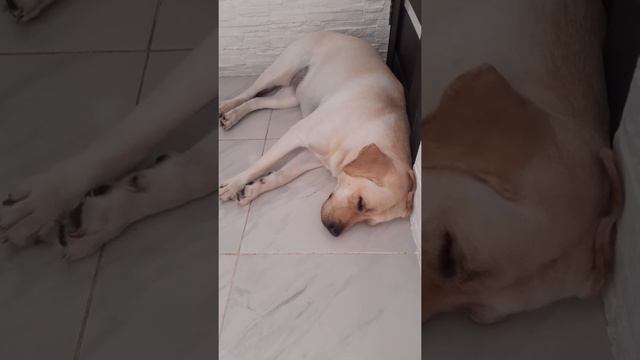 Мой Лабрадор ХРАПИТ 🤣🤣🤣 смотреть онлайн